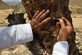 frankincense removal from tree